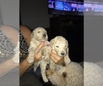 Small Photo #5 Goldendoodle Puppy For Sale in AUBURN, IN, USA
