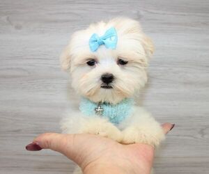 Maltese Puppy for Sale in LAS VEGAS, Nevada USA