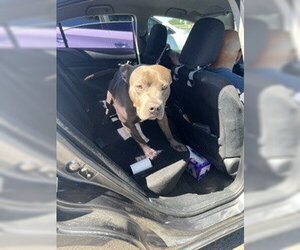 Mutt Dogs for adoption in Stockton, CA, USA
