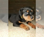Small Photo #5 Rottweiler Puppy For Sale in STEUBENVILLE, OH, USA