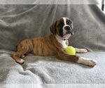 Small #2 Boxer