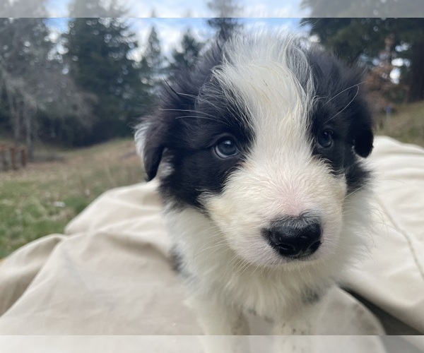 Medium Photo #8 Border Collie Puppy For Sale in MOSIER, OR, USA
