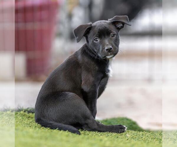 Medium Photo #3 Labrador Retriever-Unknown Mix Puppy For Sale in San Diego, CA, USA