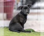 Small #2 Labrador Retriever Mix