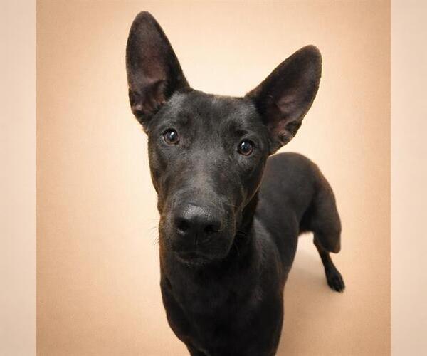 Medium Photo #2 Mutt Puppy For Sale in Redlands, CA, USA