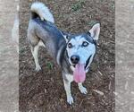 Small #1 Siberian Husky