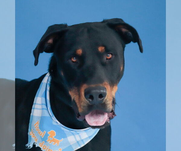 Medium Photo #1 Rottweiler Puppy For Sale in Pasadena, CA, USA