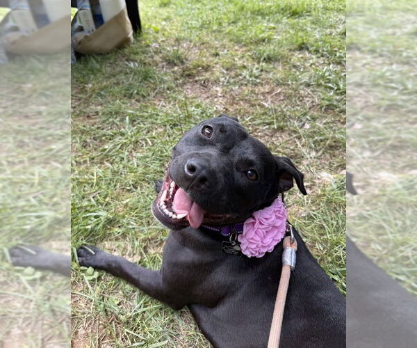 Medium Photo #9 Staffordshire Bull Terrier-Unknown Mix Puppy For Sale in Spotsylvania, VA, USA