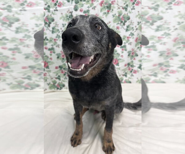 Medium Photo #2 Mutt Puppy For Sale in Wetumpka, AL, USA