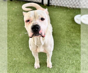 Argentinian Mastiff Dogs for adoption in Tavares, FL, USA