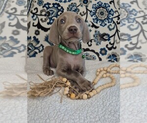 Medium Weimaraner