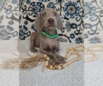 Puppy Chuck Weimaraner