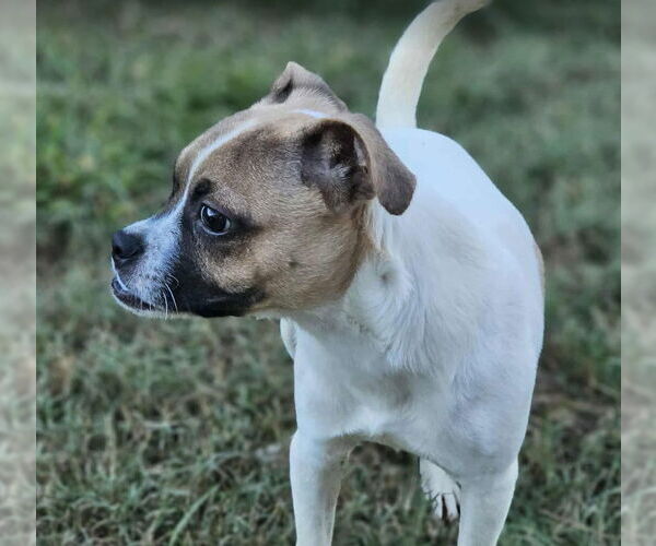 Medium Photo #2 Pug-Unknown Mix Puppy For Sale in Sheboygan, WI, USA