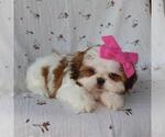 Small Shih Tzu