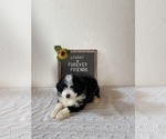 Small Photo #2 Aussiedoodle Miniature  Puppy For Sale in BLOOMFIELD, IN, USA