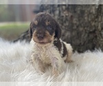 Small Photo #10 Goldendoodle Puppy For Sale in CANON, GA, USA