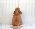 Small #5 Cockapoo