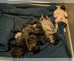 Small Photo #1 Pug Puppy For Sale in GREELEY, CO, USA