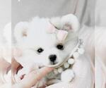 Small Photo #19 Pomeranian Puppy For Sale in WEST PALM BEACH, FL, USA