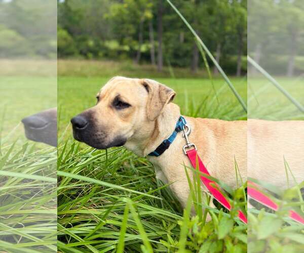 Medium Photo #4 Labrador Retriever-Unknown Mix Puppy For Sale in Hinton, WV, USA