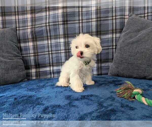Medium Photo #4 Maltese Puppy For Sale in OCALA, FL, USA