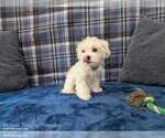 Small #3 Maltese