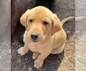 Labrador Retriever Puppy for sale in BEEVILLE, TX, USA