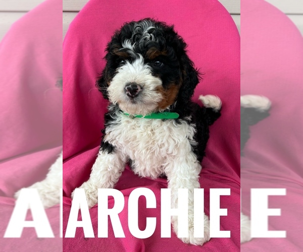 Medium Photo #2 Bernedoodle (Miniature) Puppy For Sale in BOWLING GREEN, KY, USA