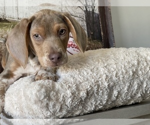 Beagle Puppy for sale in INDIANAPOLIS, IN, USA