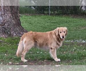 Father of the Golden Retriever puppies born on 05/02/2025