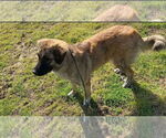 Small #2 Anatolian Shepherd Mix