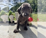 Small Photo #2 Labrador Retriever Puppy For Sale in NEOLA, WV, USA