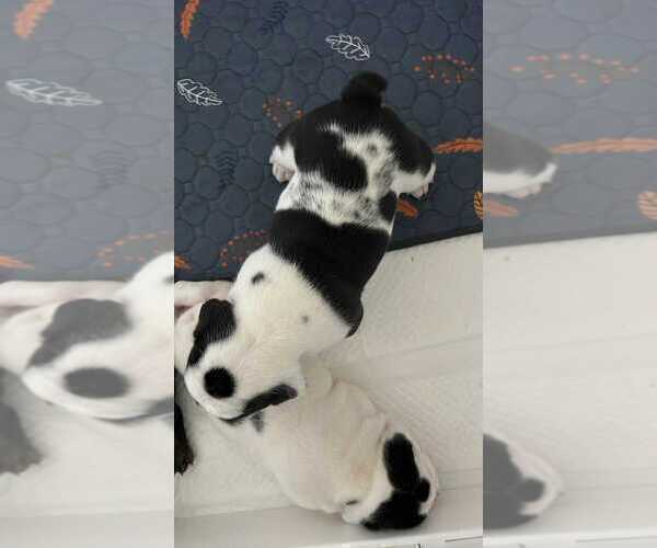 Medium Photo #6 English Bulldog Puppy For Sale in FAYETTEVILLE, NC, USA