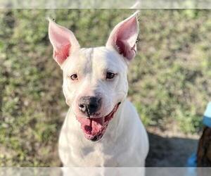 American Staffordshire Terrier-Unknown Mix Dogs for adoption in Tavares, FL, USA