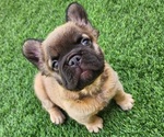 Small #15 French Bulldog