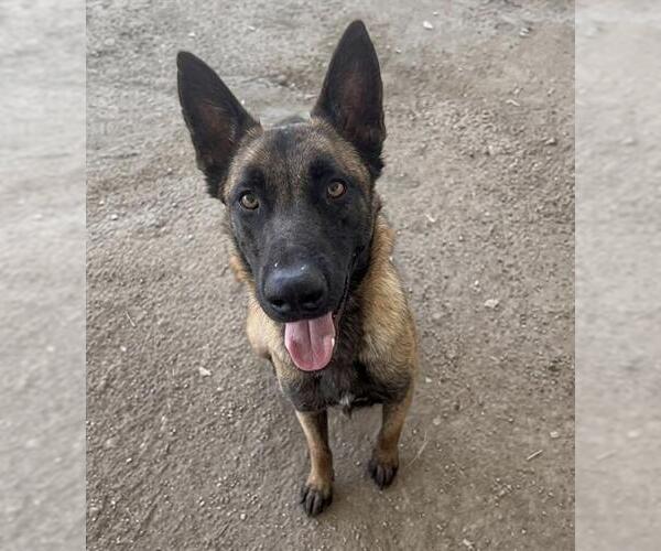 Medium Photo #3 Mutt Puppy For Sale in Riverside, CA, USA