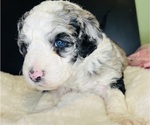 Small #7 Sheepadoodle