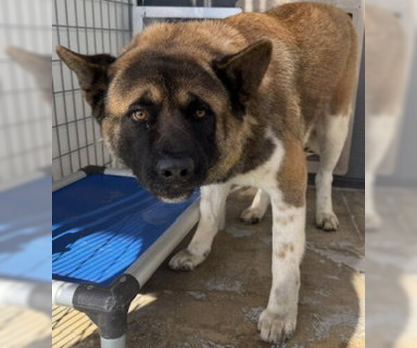 Medium Photo #1 Akita Puppy For Sale in Lathrop, CA, USA