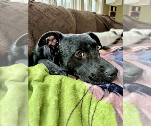 Medium Photo #32 American Staffordshire Terrier-Labrador Retriever Mix Puppy For Sale in Brewster, NY, USA