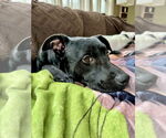 Small #31 American Staffordshire Terrier-Labrador Retriever Mix