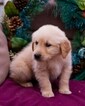 Small Photo #3 Golden Retriever Puppy For Sale in NEW PITTSBURGH, OH, USA