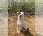 Small #32 Boxer Mix