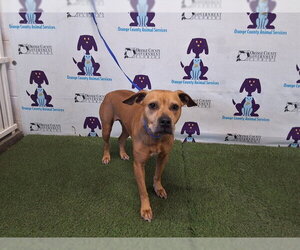 Black Mouth Cur-Unknown Mix Dogs for adoption in Orlando, FL, USA
