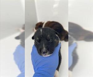 Shepradors Dogs for adoption in Houston, TX, USA