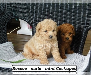Cock-A-Poo Puppy for sale in CLARKRANGE, TN, USA