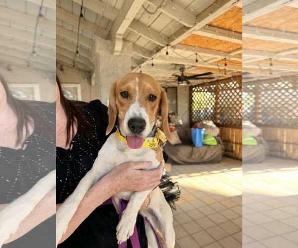 Medium Photo #2 Beagle Puppy For Sale in Las Vegas, NV, USA