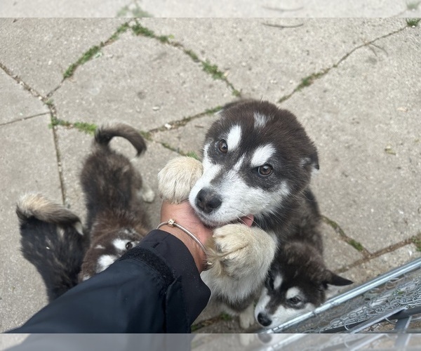 Medium Photo #14 Alaskan Malamute Puppy For Sale in WARREN, MI, USA