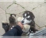 Small #13 Alaskan Malamute