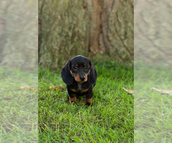 Medium Photo #21 Dachshund Puppy For Sale in BREMEN, IN, USA