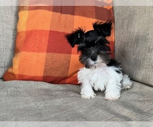 Schnauzer (Miniature) Puppy for sale in KINGSPORT, TN, USA